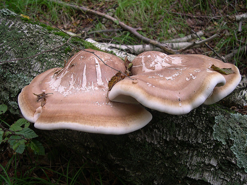 Piptoporus betulinus